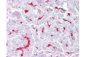 Immunohistochemistry (IHC) image for anti-Transient Receptor Potential Cation Channel, Subfamily M, Member 5 (TRPM5) (AA 205-254) antibody (ABIN6748564)