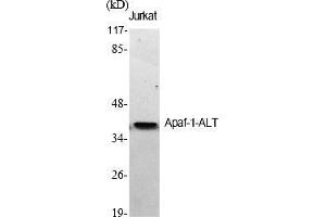 Western Blot analysis of various cells using Apaf-1-ALT Polyclonal Antibody diluted at 1:500. (APAF1 抗体  (AA 260-340))