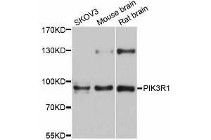 Western blot analysis of extracts of various cell lines, using PIK3R1 antibody (ABIN5998518) at 1/1000 dilution. (PIK3R1 抗体)