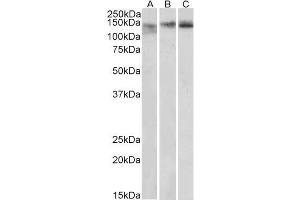 ABIN571073 (0. (STAG2 抗体  (Internal Region))