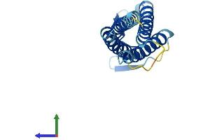 AlphaFold protein structure predicition of Mouse Recombinant Lim2 Protein, UniprotID P56563