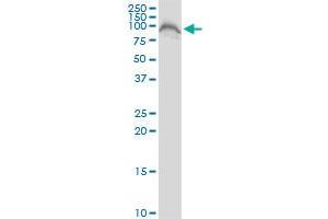 FAF1 MaxPab polyclonal antibody. (FAF1 抗体  (AA 1-650))