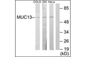 Western blot analysis of extracts from 293/HeLa/COLO205 cells, using MUC13 Antibody. (MUC13 抗体  (C-Term))