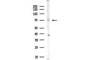 anti-Kelch-Like 24 (KLHL24) antibody
