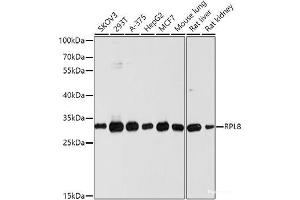 Western blot analysis of extracts of various cell lines using RPL8 Polyclonal Antibody at dilution of 1:1000. (RPL8 抗体)
