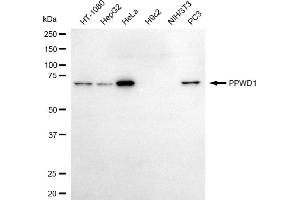 Western blotting analysis using PPWD1 antibody (ABIN7799769). (PPWD1 抗体)