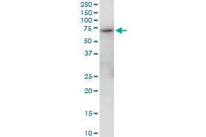 GBP2 MaxPab polyclonal antibody. (GBP2 抗体  (AA 1-591))