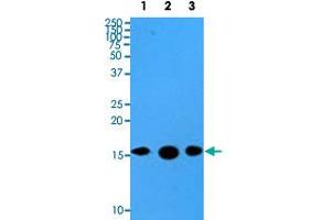 Western blot analysis of cell lysates of HeLa (35 ug) and recombinant proteins (10 ng) were resolved by SDS-PAGE, transferred to PVDF membrane and probed with SUMO2 monoclonal antibody, clone AT10F1  (1 : 500). (SUMO2 抗体  (AA 1-93))