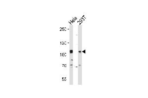 Western blot analysis of lysates from Hela, 293T cell line (from left to right), using EPHA10 Antibody (N-term) (ABIN391903 and ABIN2841719). (EPH Receptor A10 抗体  (N-Term))