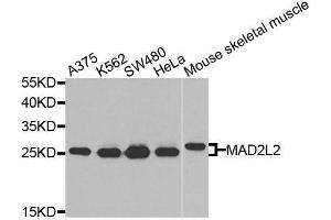 Western blot analysis of extracts of various cell lines, using MAD2L2 antibody (ABIN6003593) at 1/1000 dilution. (MAD2L2 抗体)