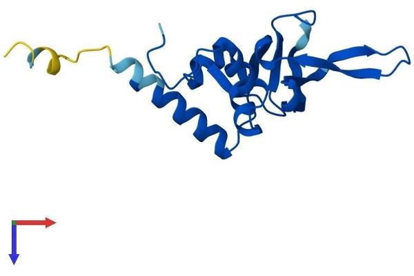 RPL26 Protein (AA 1-145) (His tag)