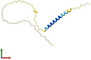 AlphaFold protein structure predicition of Mouse Recombinant Bex3 Protein, UniprotID Q9WTZ9