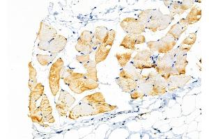ABIN6257301 and ABIN6275376 at 1/100 staining Rat skin tissue by IHC-P. (KCNK7 抗体  (Internal Region))
