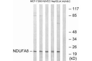 Western Blotting (WB) image for anti-NADH Dehydrogenase (Ubiquinone) 1 alpha Subcomplex, 8, 19kDa (NDUFA8) (Internal Region) antibody (ABIN1851636) (NDUFA8 抗体  (Internal Region))