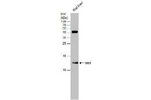 WB Image Rat tissue extract (50 μg) was separated by 15% SDS-PAGE, and the membrane was blotted with DDT antibody [N1C3] , diluted at 1:500. (DDT 抗体)