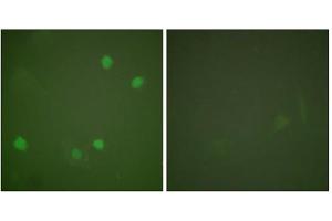 Immunofluorescence analysis of COS7 cells, using HDAC3 antibody. (HDAC3 抗体  (C-Term))
