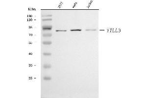 anti-Tubulin tyrosine Ligase-Like Family, Member 3 (TTLL3) (AA 144-762) antibody