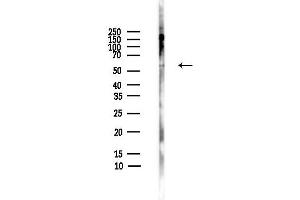 Western blot analysis of lysates from HepG2 cells(heat-shock,45 min treatment), using MAG Antibody at 1/1000 dilution.