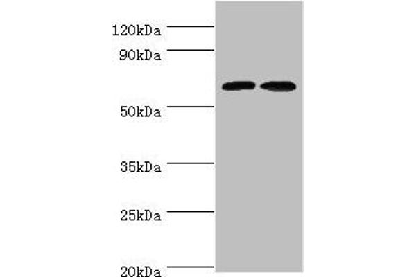 CREB3L2 抗体  (AA 1-247)