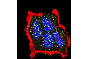 Confocal immunofluorescent analysis of Phospho-TSC2- Antibody (ABIN389864 and ABIN2839724) with MCF-7 cell followed by Alexa Fluor 488-conjugated goat anti-rabbit lgG (green). (Tuberin 抗体  (pSer1420))