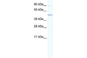 SITPEC antibody (20R-1136) used at 1 ug/ml to detect target protein. (ECSIT 抗体  (Middle Region))