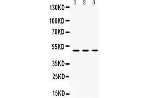 Western Blotting (WB) image for anti-Oligodendrocyte Myelin Glycoprotein (OMG) (AA 64-99), (N-Term) antibody (ABIN3043375) (OMG 抗体  (N-Term))