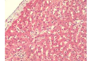 Anti-IFLTD1 antibody IHC staining of human liver.