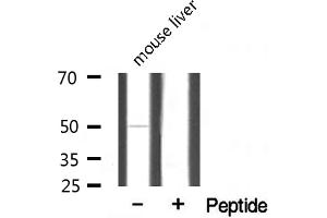 Western blot analysis of extracts from mouse brain, using MRPS7 antibody. (CEP57 抗体  (Internal Region))