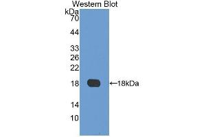 Western Blotting (WB) image for anti-Laminin, alpha 4 (LAMa4) (AA 102-234) antibody (ABIN1859598) (LAMa4 抗体  (AA 102-234))
