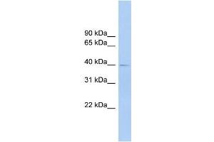 Western Blotting (WB) image for anti-Fc Receptor-Like A (FCRLA) (C-Term), (Isoform 9), (Middle Region) antibody (ABIN1107204)