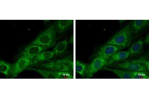 ICC/IF Image COX6A2 antibody [N3C3] detects COX6A2 protein at mitochondria by immunofluorescent analysis. (COX6A2 抗体  (C-Term))