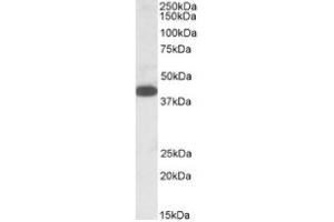 Image no. 1 for anti-alpha-1,4-N-Acetylglucosaminyltransferase (A4GNT) (C-Term) antibody (ABIN487976) (A4GNT 抗体  (C-Term))