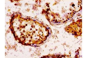 IHC image of ABIN7157558 diluted at 1:100 and staining in paraffin-embedded human testis tissue performed on a Leica BondTM system. (KSR2 抗体  (AA 159-296))