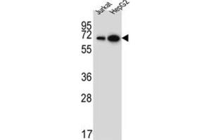 Western Blotting (WB) image for anti-WD Repeat Domain 43 (WDR43) antibody (ABIN5022063) (WDR43 抗体)