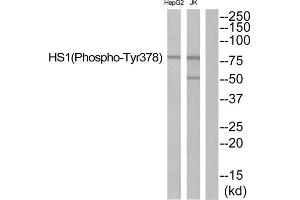 Western blot analysis of extracts from JurKat cells and HepG2 cells, using HS1 (Phospho-Tyr378) antibody. (HCLS1 抗体  (pTyr378))