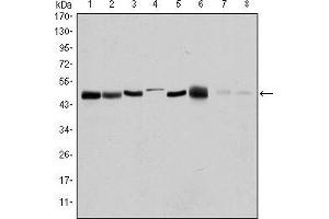 Western blot analysis using AURKA mouse mAb against HEK293 (1), Sw620 (2), MCF-7 (3), Jurkat (4), Hela (5), HepG2 (6), Cos7 (7) and PC-12 (8) cell lysate.