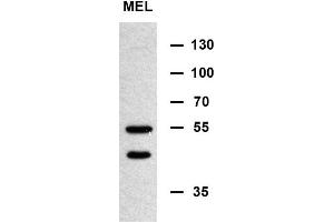 MIN Antibody (N-term) (ABIN654085 and ABIN2843973) western blot analysis in murine erythroleukemia cell line lysates (35 μg/lane). (MINPP1 抗体  (N-Term))