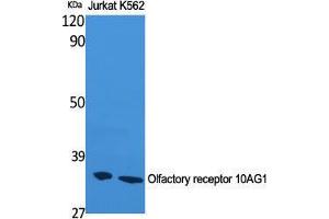 Western Blot (WB) analysis of Jurkat and K562 cells using Olfactory receptor 10AG1 Polyclonal Antibody. (OR10AG1 抗体  (C-Term))