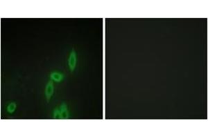 Immunofluorescence analysis of HepG2 cells, using PCDH-X/Y Antibody. (PCDH-X/Y (AA 531-580) 抗体)