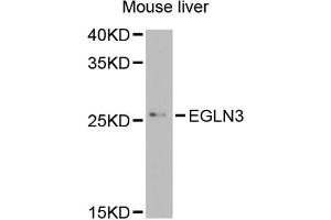Western blot analysis of extracts of mouse liver, using EGLN3 antibody (ABIN5974477) at 1/1000 dilution. (EGLN3 抗体)