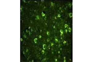 Immunofluorescence analysis of ABI1 Antibody (N-term) with paraffin-embedded human brain tissue. (ABI1 抗体  (N-Term))