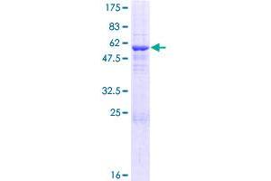 TSNAX Protein (AA 1-290) (GST tag)