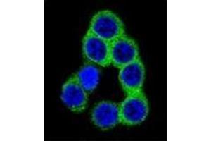 Confocal immunofluorescent analysis of Ephrin-B2 Antibody  with 293 cell followed by Alexa Fluor 488-conjugated goat anti-rabbit lgG (green). (Ephrin B2 抗体  (Middle Region))