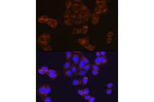 Immunofluorescence analysis of HeLa cells using BMP4 Rabbit mAb (ABIN7265898) at dilution of 1:100 (40x lens). (BMP4 抗体)