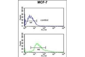 KRT1 Antibody (Center) (ABIN653648 and ABIN2842989) flow cytometric analysis of MCF-7 cells (bottom histogram) compared to a negative control cell (top histogram). (Cytokeratin 1 抗体  (AA 415-443))