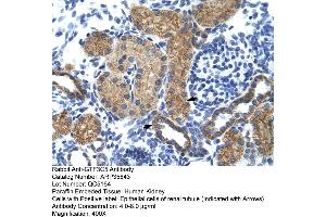 Human kidney (GTF3C5 抗体  (N-Term))