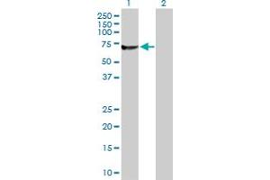 Western Blot analysis of RUFY1 expression in transfected 293T cell line by RUFY1 MaxPab polyclonal antibody. (RUFY1 抗体  (AA 1-600))