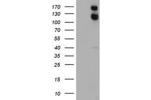 Image no. 6 for anti-Ubiquitin Specific Peptidase 7 (Herpes Virus-Associated) (USP7) antibody (ABIN1498596)
