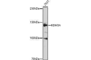Western blot analysis of extracts of 293T cells, using KDM3A antibody (ABIN1680576, ABIN3015992, ABIN3015993 and ABIN6219489) at 1:1000 dilution. (KDM3A 抗体  (AA 1-300))