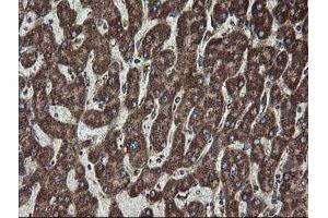 Image no. 4 for anti-Family with Sequence Similarity 164, Member A (FAM164A) antibody (ABIN1498198) (FAM164A 抗体)